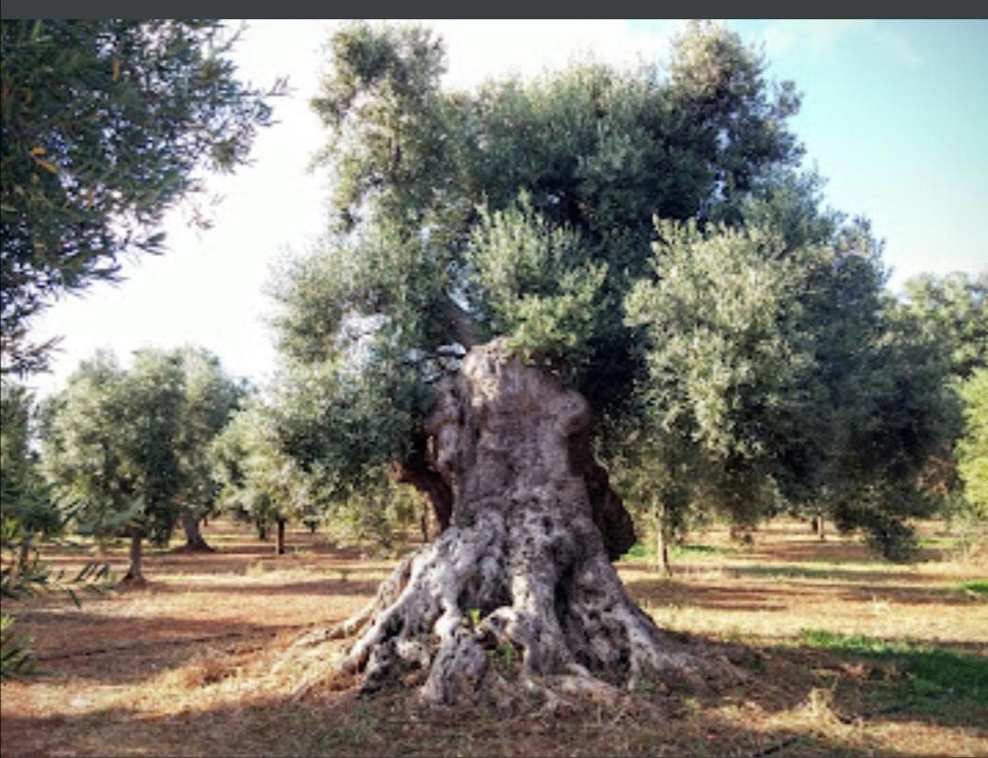Room In Bb - Stunning Quadruple Room In Ancient Masseria Near The Sea In A Quiet Olive Trees Ostuni Esterno foto