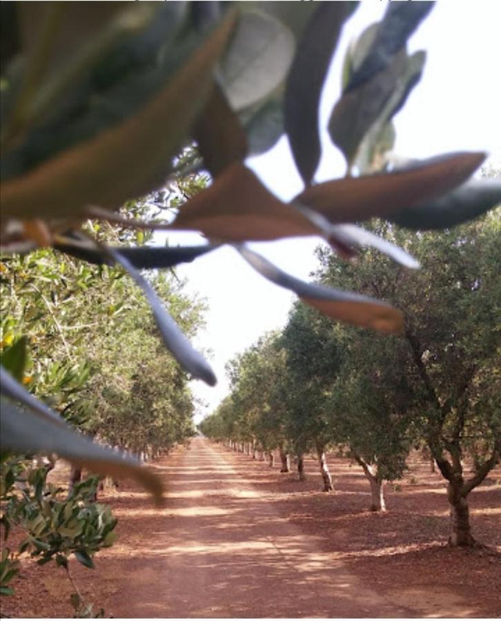Room In Bb - Stunning Quadruple Room In Ancient Masseria Near The Sea In A Quiet Olive Trees Ostuni Esterno foto